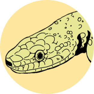 All About Snakes